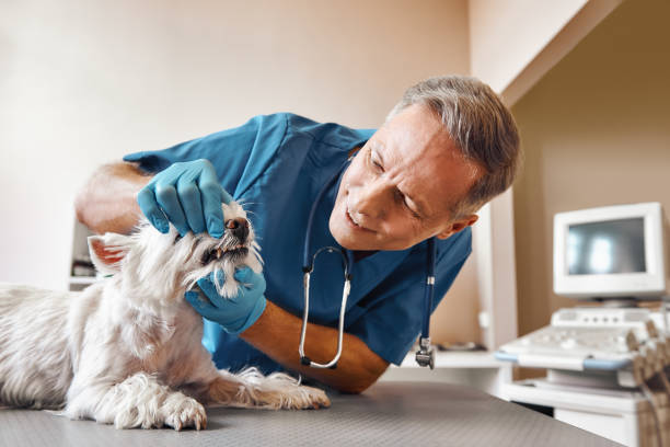 Best Emergency X-Rays and Diagnostics in Anton, TX